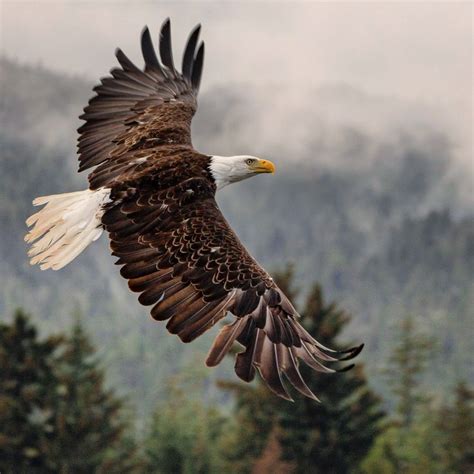 Soaring Eagle in Alaska | Mary's Mark Photography in 2024 | Eagle, Eagle painting, Beautiful birds