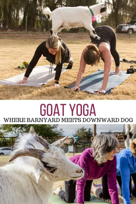 baby goat yoga near me - Melda Calhoun