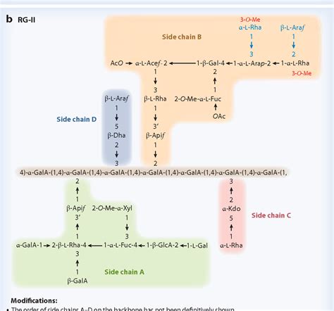 [PDF] Evolving views of pectin biosynthesis. | Semantic Scholar