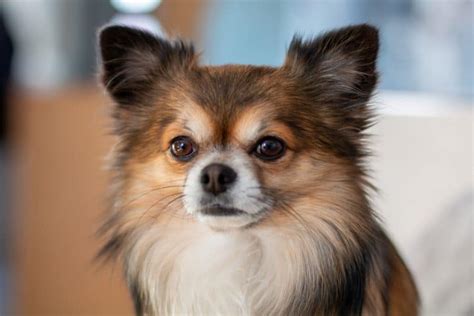 Deer Head Chihuahua: The Complete Dog Breed Guide - K9 Web