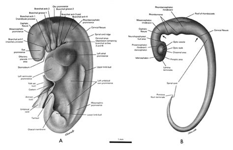 4 to 5 Weeks | Prenatal Overview