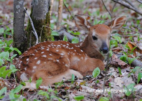 Pin on Wildlife Prints