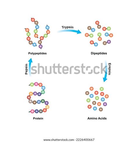 Trypsin: Over 134 Royalty-Free Licensable Stock Vectors & Vector Art | Shutterstock