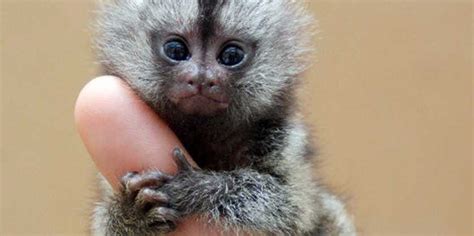 The world's smallest monkey is at the center of a Swedish-Saudi ...