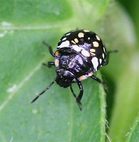 a black and white Stink Bug Nymph - Nezara viridula - BugGuide.Net