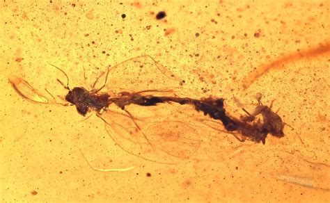 Mating pair of Nematocera (Gnats), Fossil inclusion in Burmese Amber | eBay