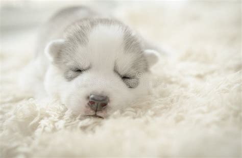 Siberian Husky Puppy Sleeping Stock Photo - Image: 42319784