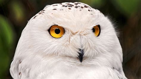 Wallpaper snowy owl, yellow eyes, portrait, wild nature, Animals #874