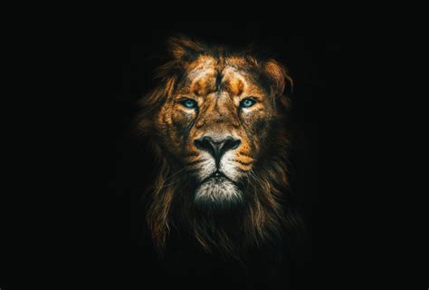 Photo Wallpaper | Shop wallpaper with lions online - Wallpaper