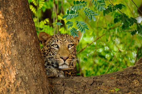 Lower Zambezi: where the wild things are - Africa Geographic