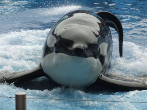 14 Of SeaWorld's Orcas Have No 'Conservation' Value Whatsoever - The Dodo