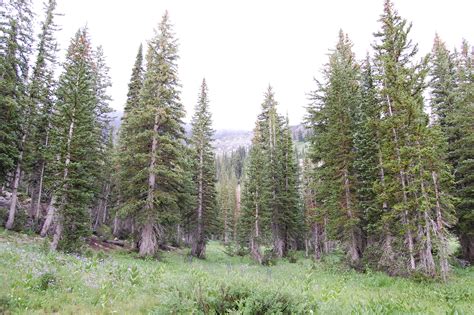 Free Images : tree, wilderness, trail, meadow, evergreen, ridge ...