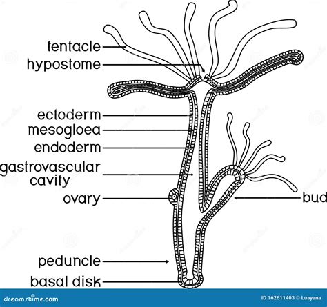 Hydra Anatomy Answer Key