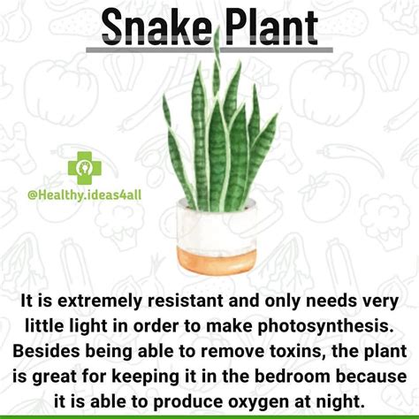 The Benefits of Snake Plants