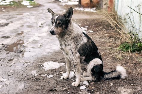 Evidence of Stray Dogs as Possible Origin of COVID-19 Pandemic