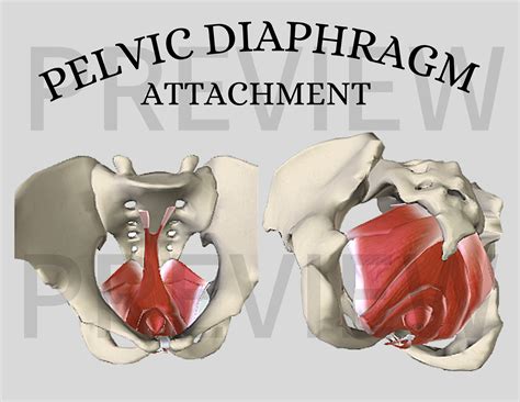 Digital Download Pelvic Diaphragm Attachment | Etsy