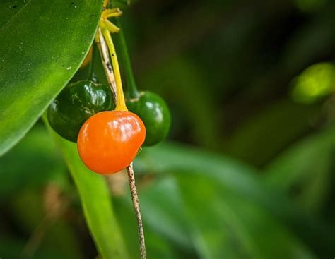 Premium Photo | Closeup orange and green fruit on a tree