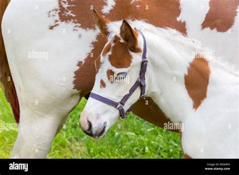 Newborn foal white brown with horse Stock Photo - Alamy