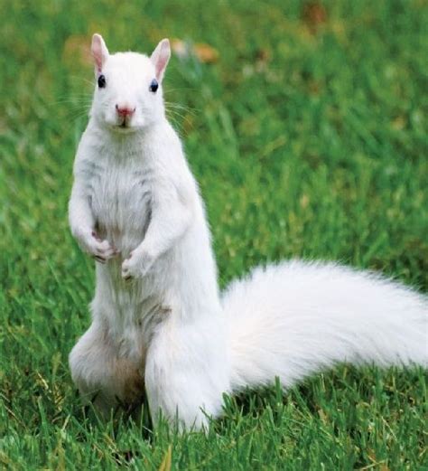 Leucistic Squirrel | Rare albino animals, Squirrel, Albino animals