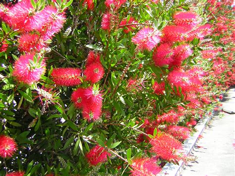 *Terra Garden*: Wordless Wednesday: Bottlebrush bush