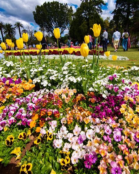 Discover the Toowoomba Carnival of Flowers - Sarah Adventuring