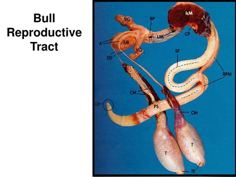 PPT - Animal/Dairy Science 434 PowerPoint Presentation, free download ...