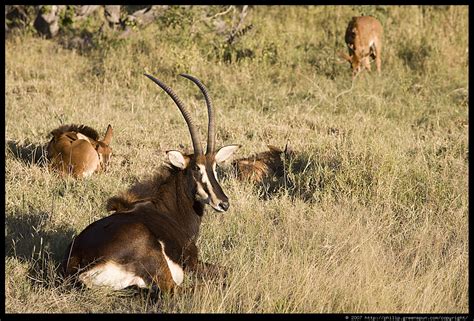 Photograph by Philip Greenspun: sable-antelope-08