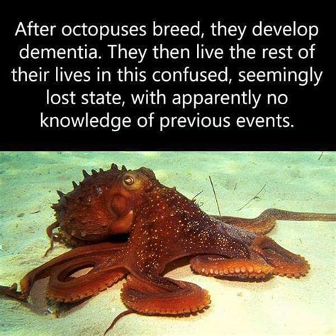 The best octopus memes :) Memedroid