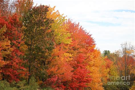 Fall colors in Maine Photograph by Colleen Snow