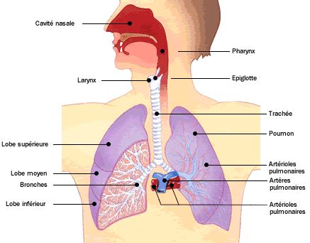 appareil-respiratoire.gif (437×342) | corps humain | Pinterest | Homeschool