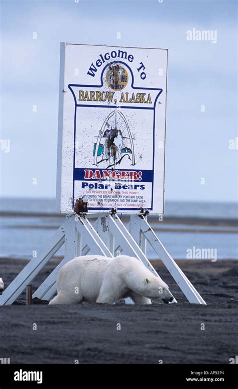 Barrow, Alaska. Barrow Alaska sign has been destroyed by polar bears ...