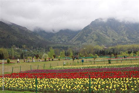 Tulip flower and Tulip festival in Kashmir. Beautiful wall mounting picture, Flower background ...