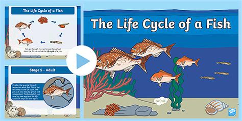 Life Cycle of Fish PowerPoint – Twinkl Resources - Twinkl