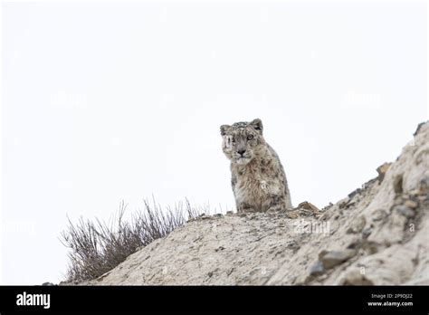 Wild Snow Leopard in Himalayas Stock Photo - Alamy