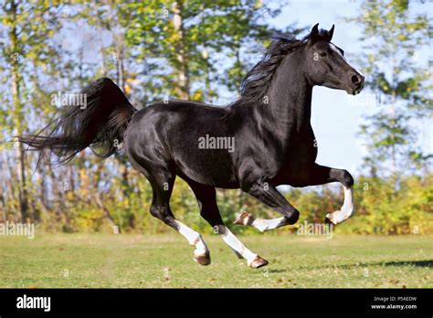 Black Arabian Horse Images