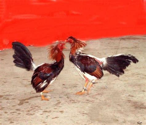 Pelea de gallos. | Game fowl, Animals, Puerto rico