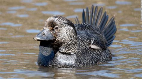 Australian musk duck mimics human sound during mating display - CNN