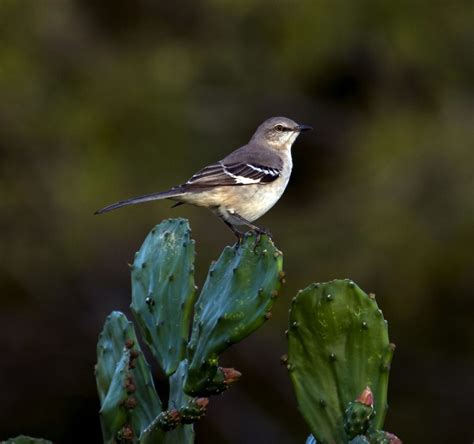 The Texas State Bird: Mockingbird