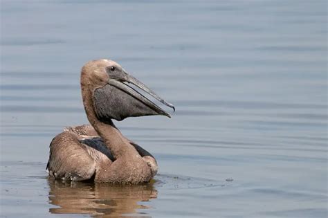 Great White Pelican - Facts, Diet, Habitat & Pictures on Animalia.bio