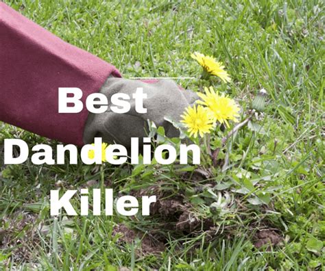 Best Dandelion Killer for 2022 [Our Reviews and Comparisons] - Weed Killer Guide