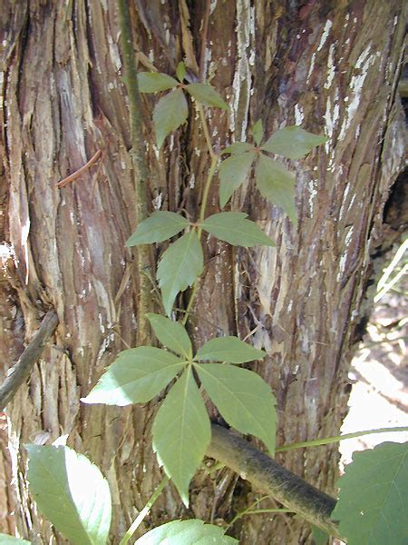 Identifying Poison Ivy, Poison Oak and Poison Sumac through Pictures ...