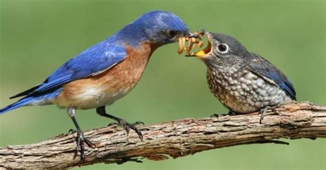 Eastern Bluebird Pictures - AZ Animals