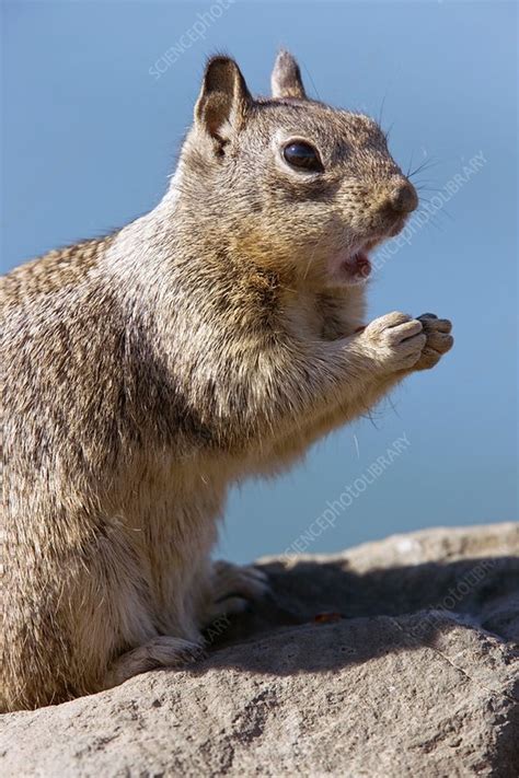 California Ground Squirrel - Stock Image - C006/6053 - Science Photo ...