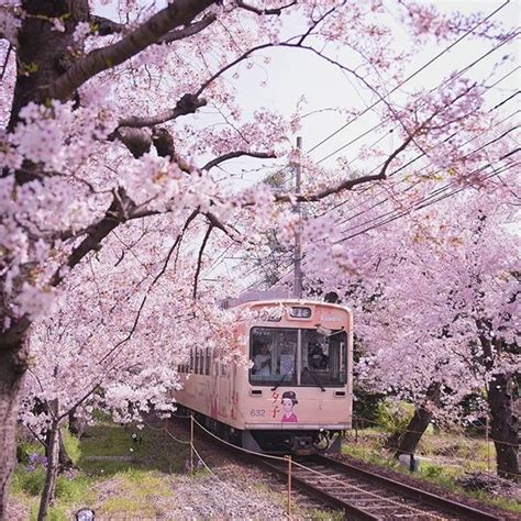 Beautiful Photos Capture the Magical Beginnings of Japan’s Cherry Blossom Season | Japan travel ...