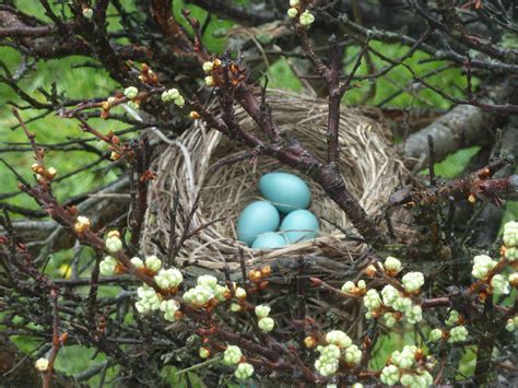 Pin by Kim Melton on Colour~Brown And Green | Beautiful birds, Bird ...