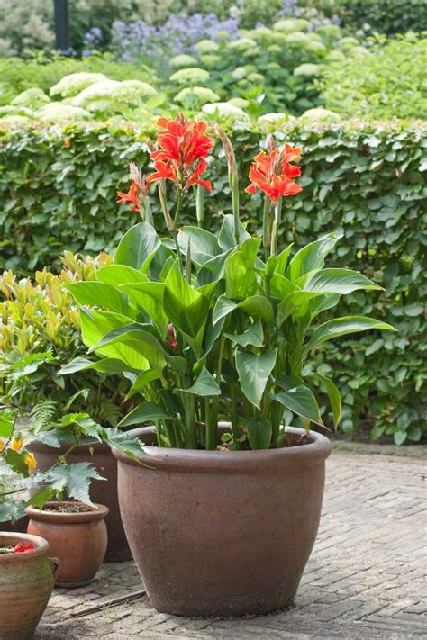 Design Tips for Growing Summer Bulbs in Containers