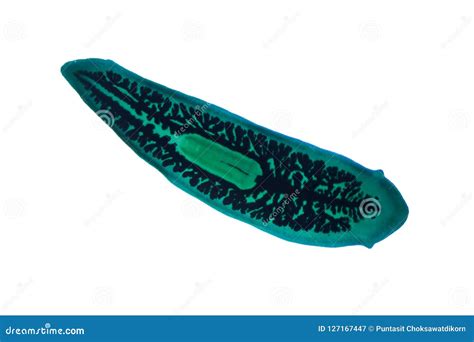 Planaria Flatworm Under Microscope View. Stock Photo | CartoonDealer.com #127167447