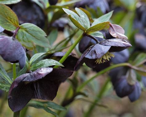 Types of hellebores: 13 varieties to brighten winter gardens | Gardeningetc