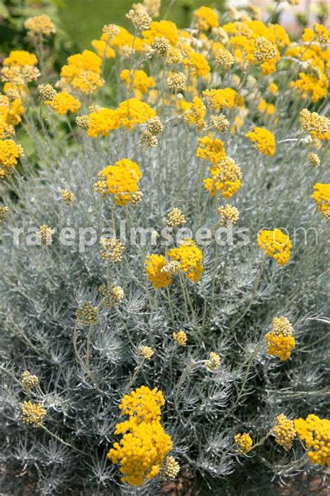 Helichrysum italicum – Buy seeds at rarepalmseeds.com