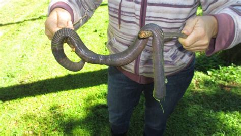 The Giant Gippsland Earthworm | Critter Science